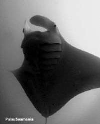 Amazing Giant Manta Ray in the front. Photoed at German C... by Yorko Summer 